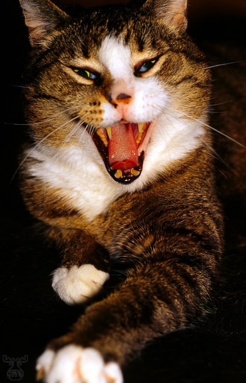 429 - Fightcat - Kampfkater