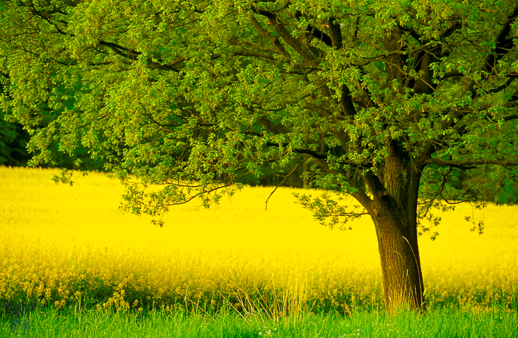 460 - Rape in bloom - Raps in der Blüte