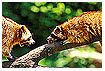  463 - Quarrels - Streitigkeiten 
