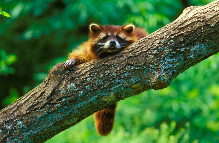 468 - Hanging around - Durchhänger