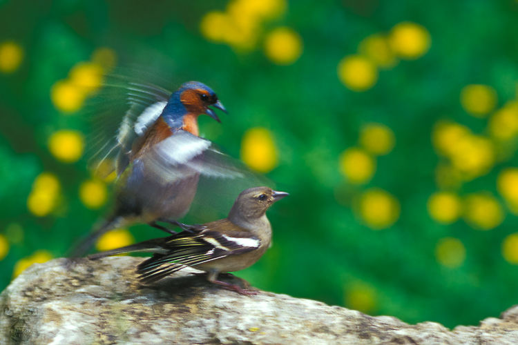482 - Chaffinches in love - Buchfinkenproduktion