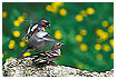  482 - Chaffinches in love - Buchfinkenproduktion 