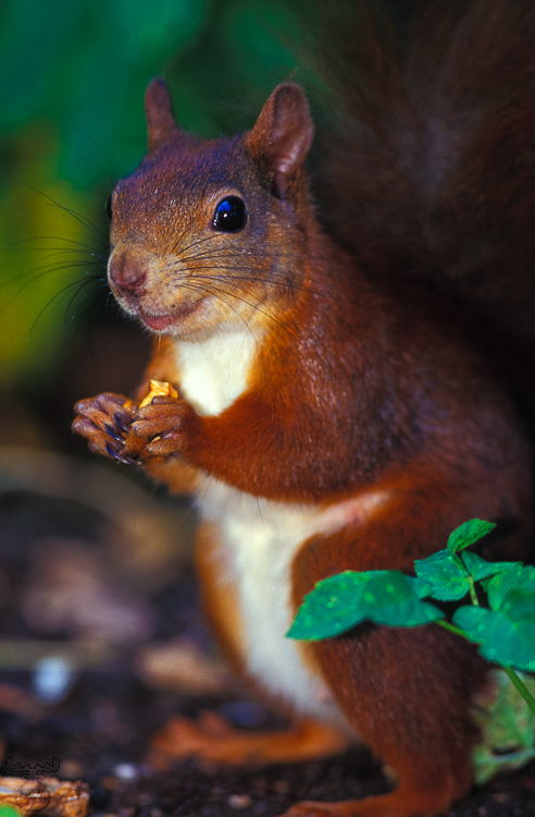 496 - Squirrel I - Eichhörnchen I