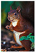  496 - Squirrel I - Eichhörnchen I 