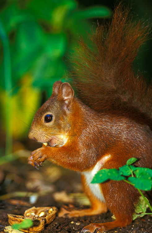 497 - Squirrel II - -