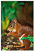  497 - Squirrel II - - 