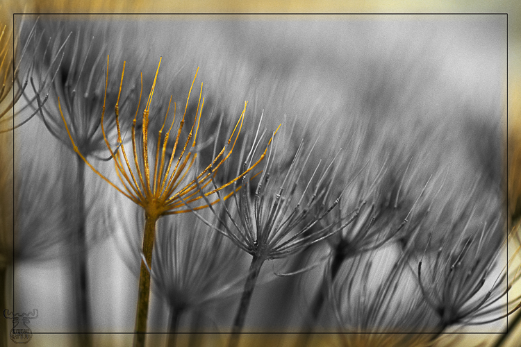 587 - Old Angelica - -