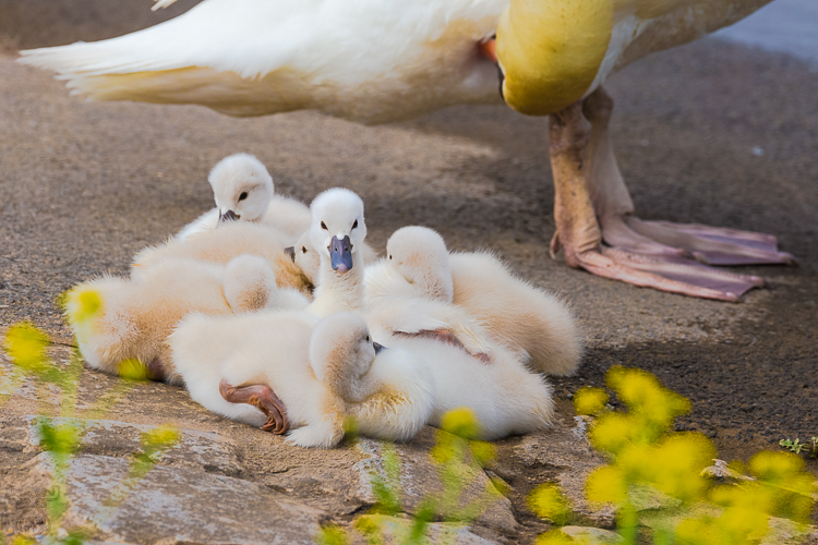 6494 - Swan Family - -