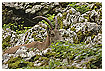  654 - Glance over hammock - Blick über Hügel 