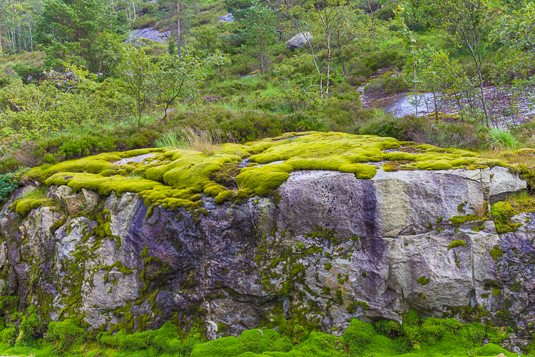 6711 - Bed of Moss - -