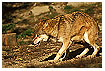  676 - Gesture of humbleness - Demutshaltung 