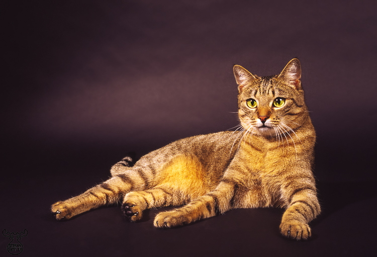 683 - Kitty cat - Stubentiger