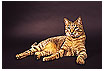 683 - Kitty cat - Stubentiger 