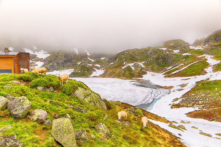 6929 - Fjell Sheep House - -