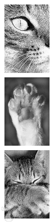 693 - Cats IV - -