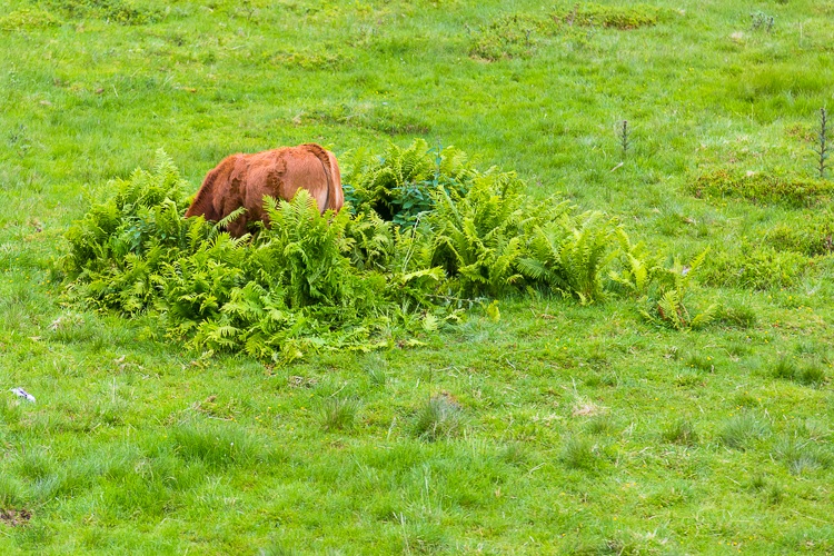 6982 - Hide and seek - cow version - -