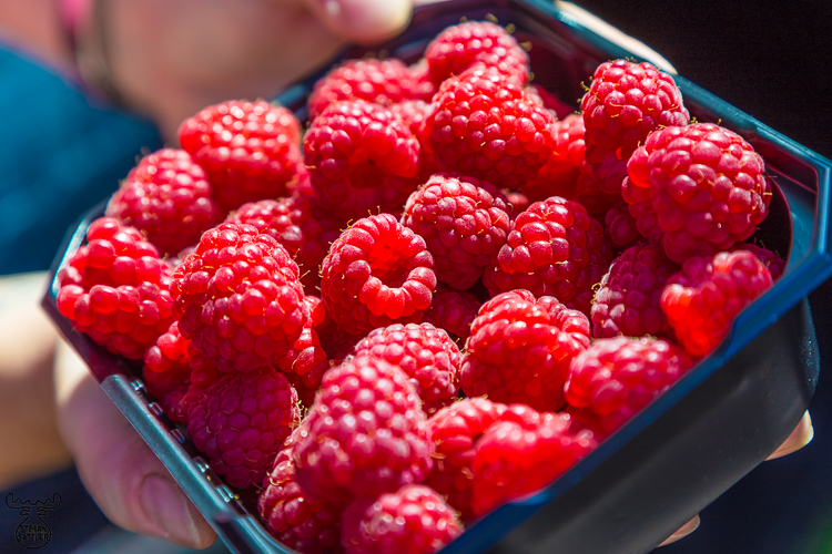 7014 - Bringebærfestival - -