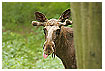  729 - Moosetongue - Elchzunge 