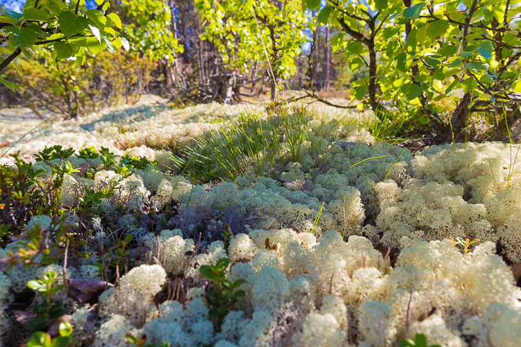 7486 - Frekmyr Reindeer Lichen - -