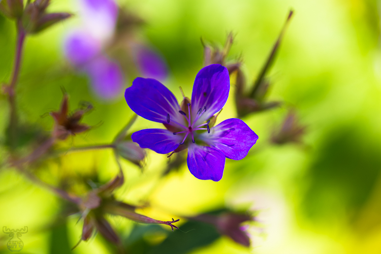 7534 - Gjende Meadow Cranesbill - -