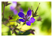  7534 - Gjende Meadow Cranesbill - - 