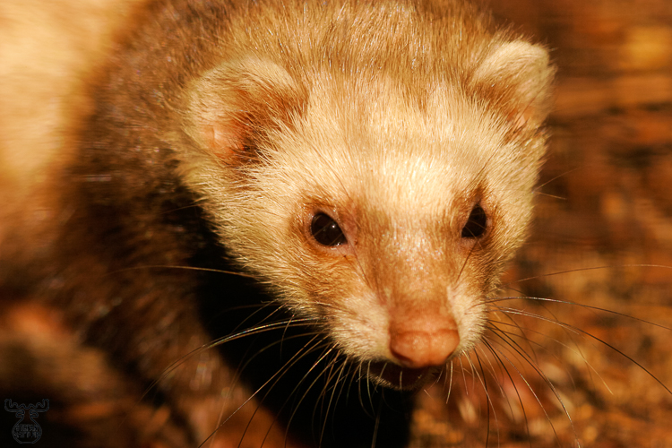 782 - Ferret - Frettchen