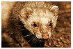  782 - Ferret - Frettchen 