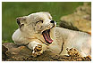  786 - Tired - Müde 