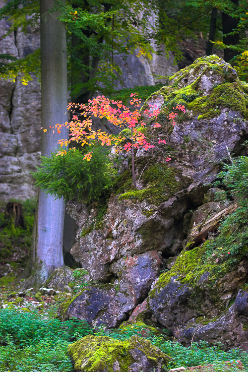 814 - Spot of Color - Farbfleck