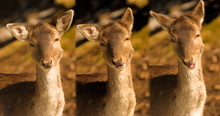 879 - Fallow Triplet - -